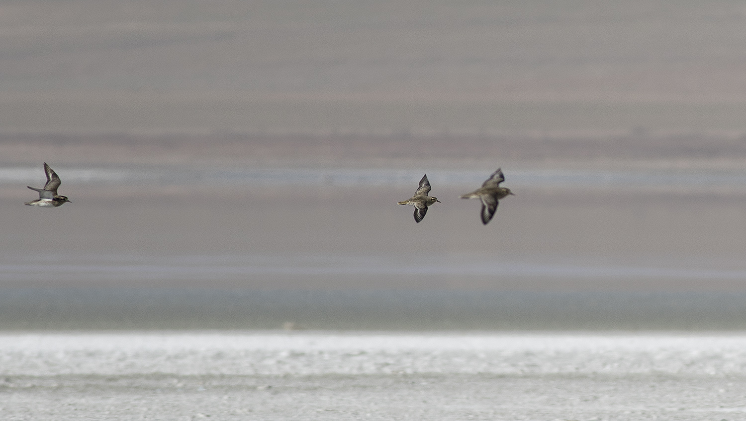 European Golden-Plover